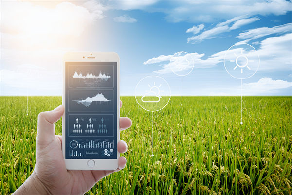 溫州種出2.1米高（gāo）巨型水稻，精益生產怎麽看？