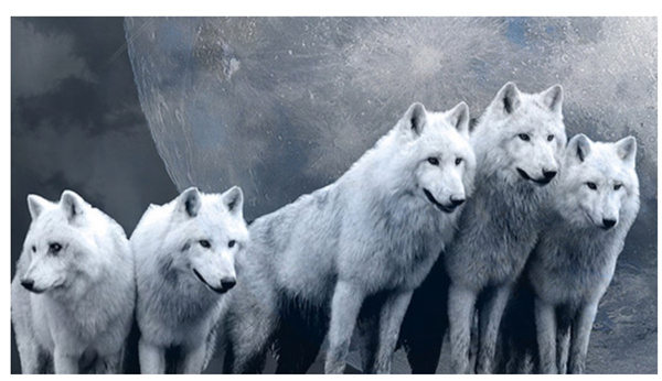 新時代的狼性精（jīng）神！