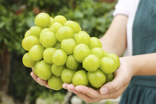 營銷管理谘詢分析：陽光玫瑰因何跌成“地板價”？